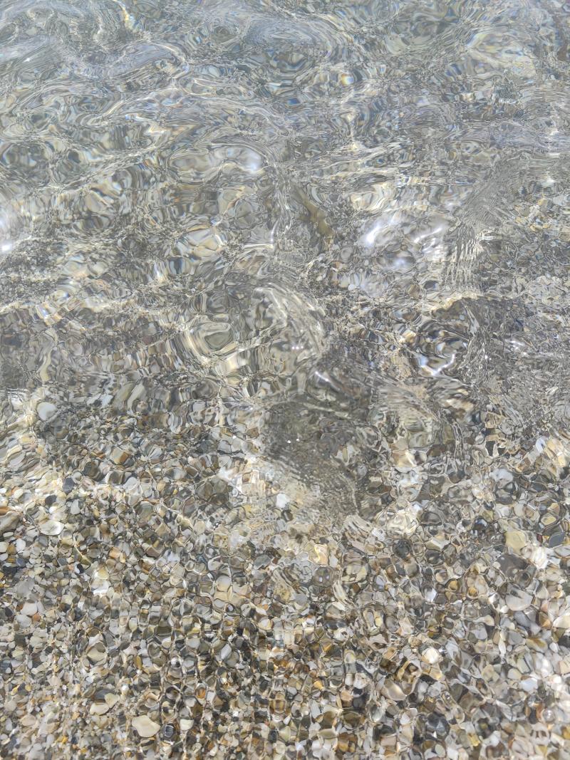 Pelagia Noctiluca