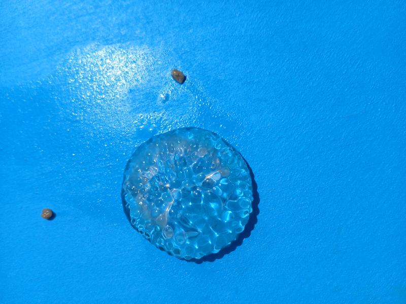 Pelagia Noctiluca