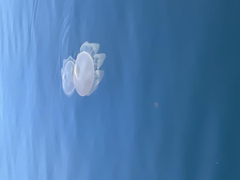 Rhizostoma octopus