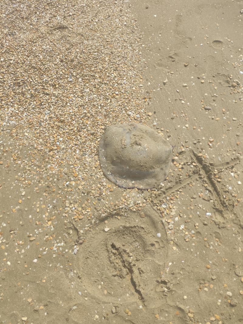 Rhizostoma octopus