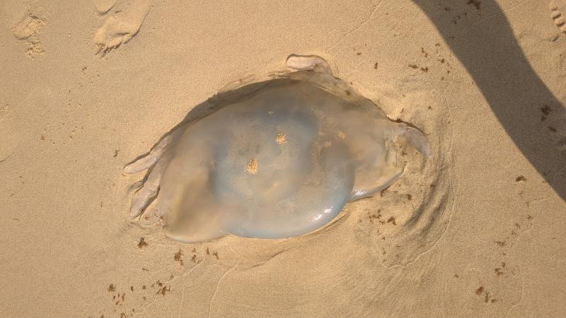 Rhizostoma octopus