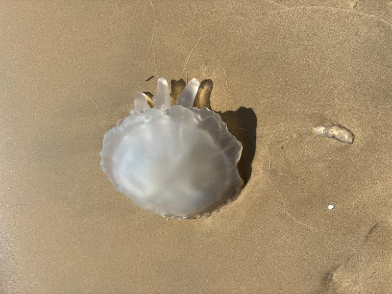 Rhizostoma octopus