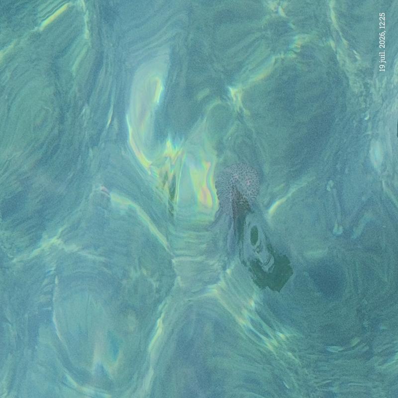 Pelagia Noctiluca