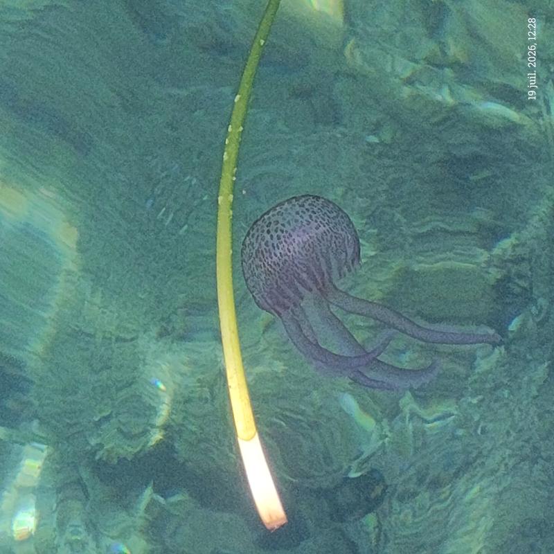 Pelagia Noctiluca