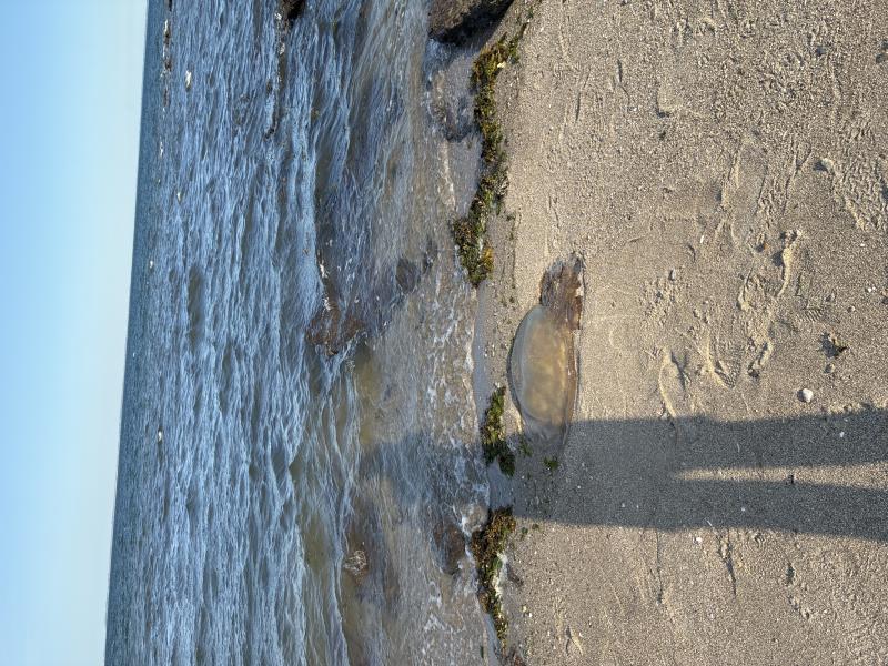 Rhizostoma octopus