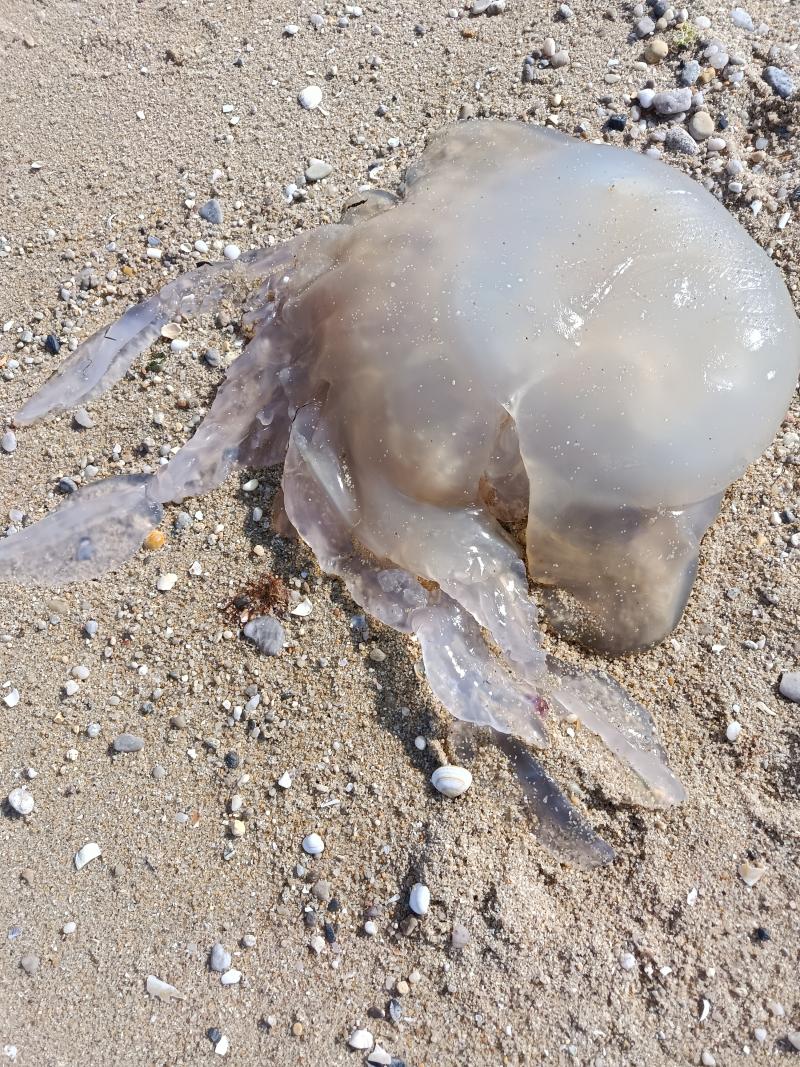 Rhizostoma octopus