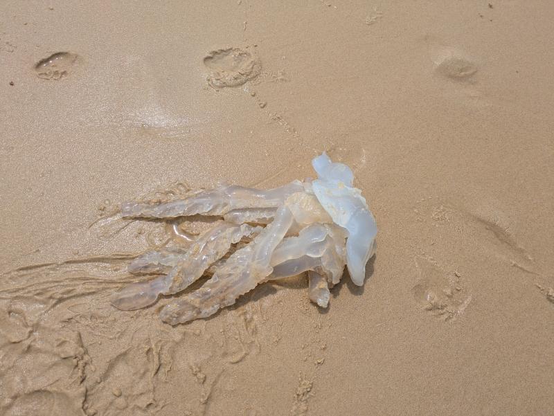 Rhizostoma octopus