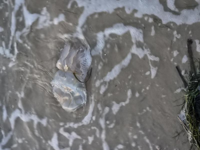 Rhizostoma octopus
