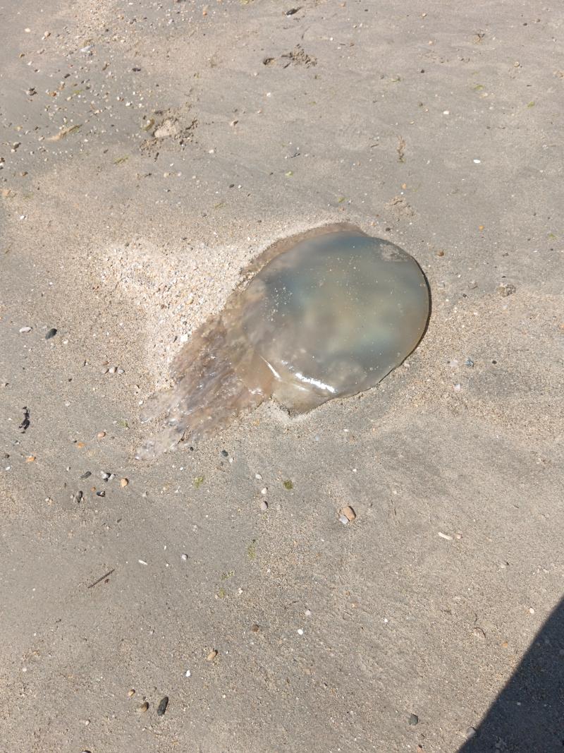 Rhizostoma octopus