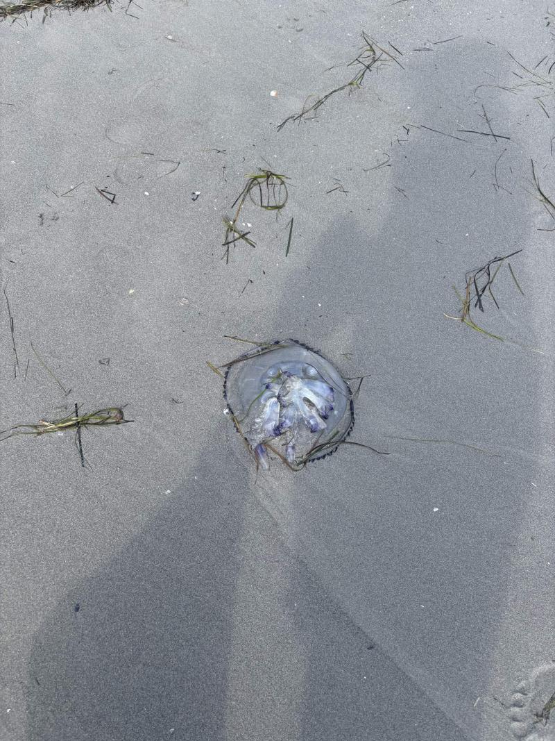 Rhizostoma octopus