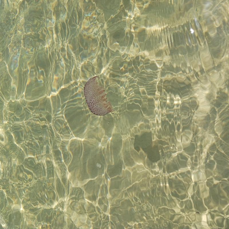 Pelagia Noctiluca