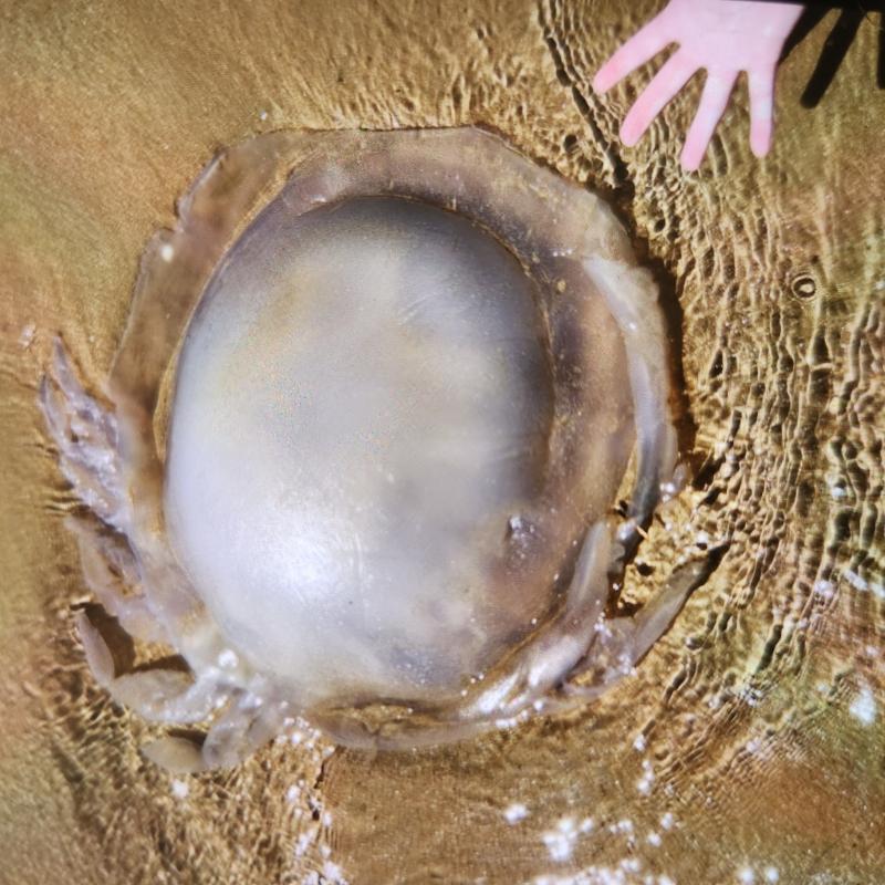 Rhizostoma octopus