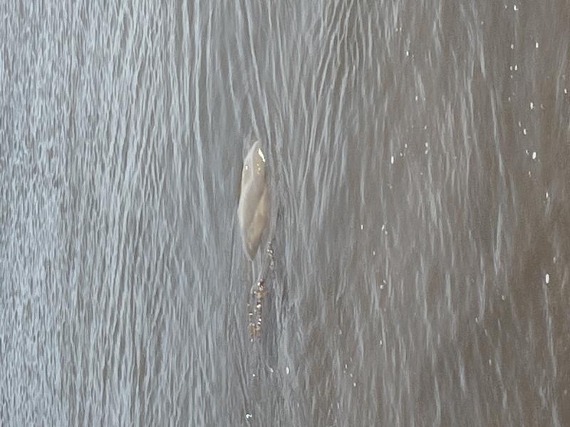 Rhizostoma octopus