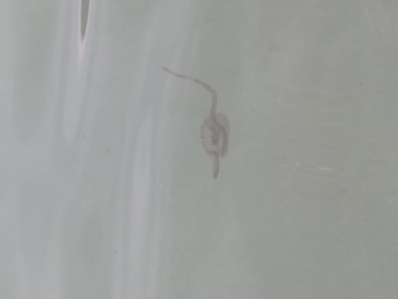 Pelagia Noctiluca