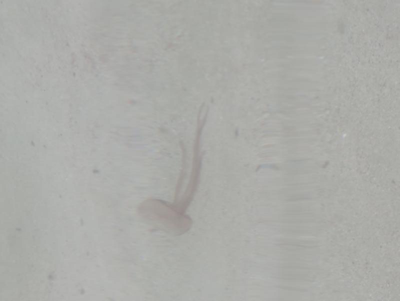 Pelagia Noctiluca