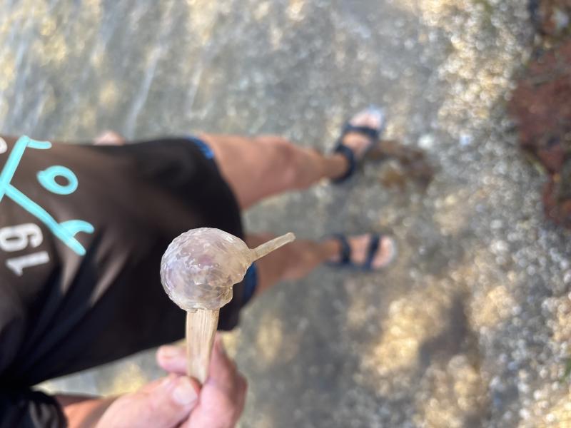 Pelagia Noctiluca