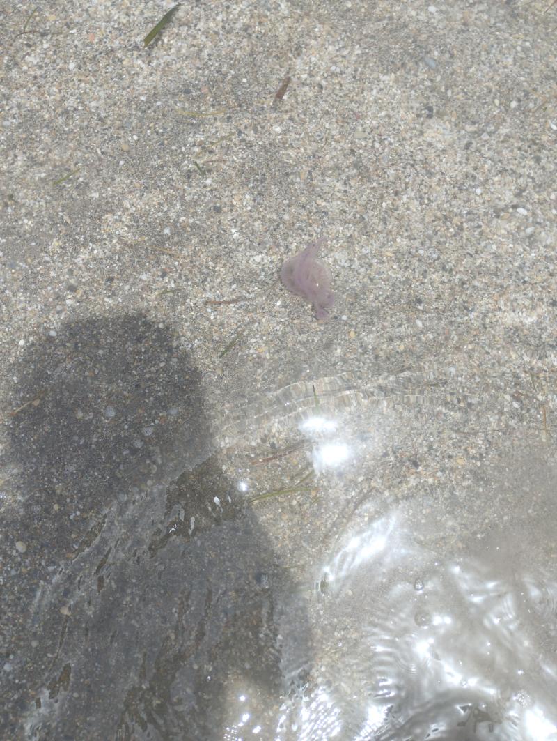 Pelagia Noctiluca