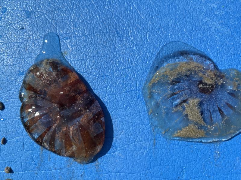 Chrysaora hysoscella