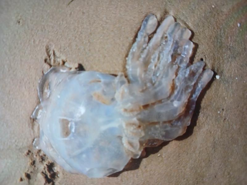Rhizostoma octopus