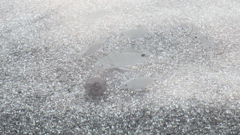Pelagia Noctiluca
