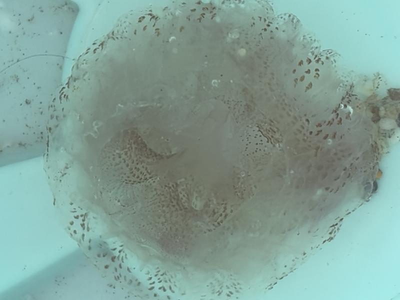 Pelagia Noctiluca