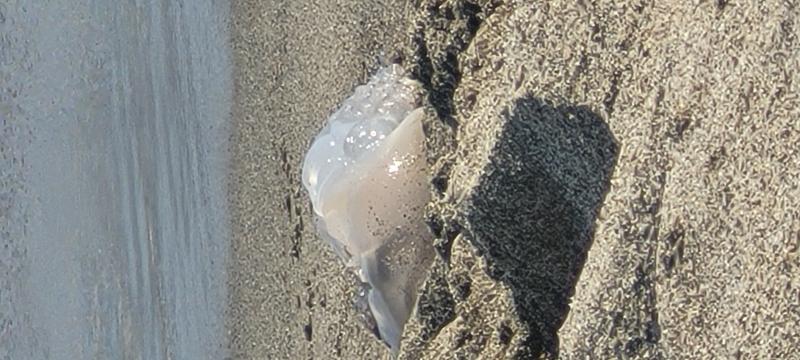 Rhizostoma octopus