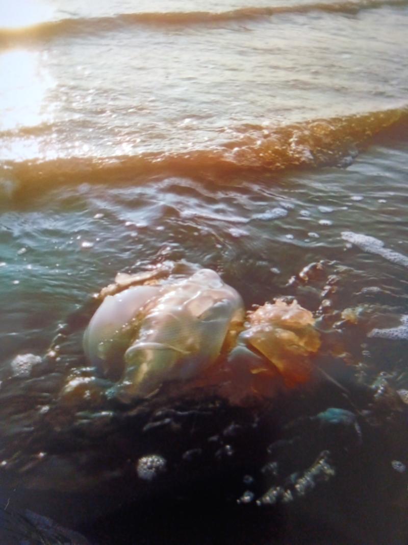 Rhizostoma octopus