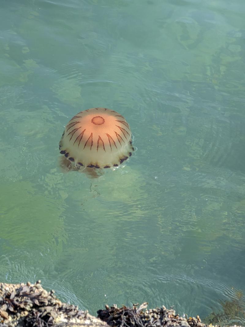 Chrysaora hysoscella
