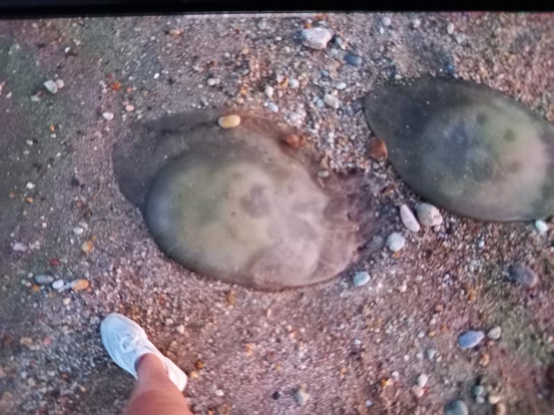 Rhizostoma octopus