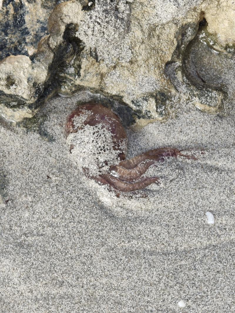 Pelagia Noctiluca