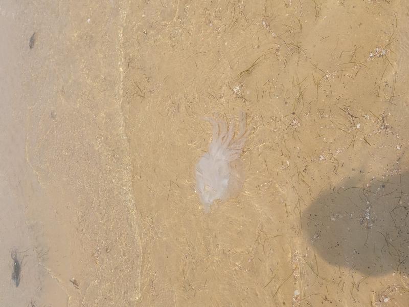 Rhizostoma octopus