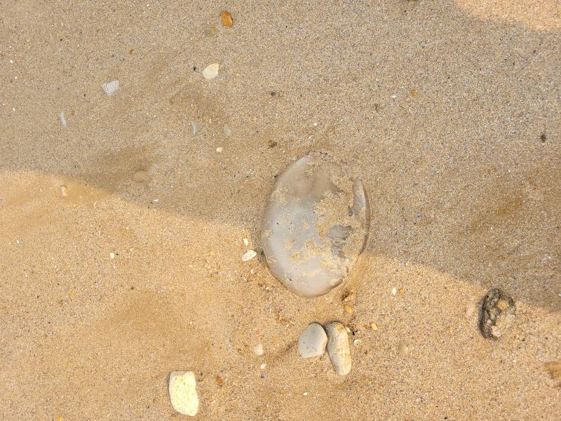 Rhizostoma octopus