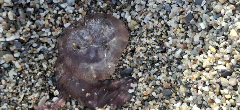 Pelagia Noctiluca