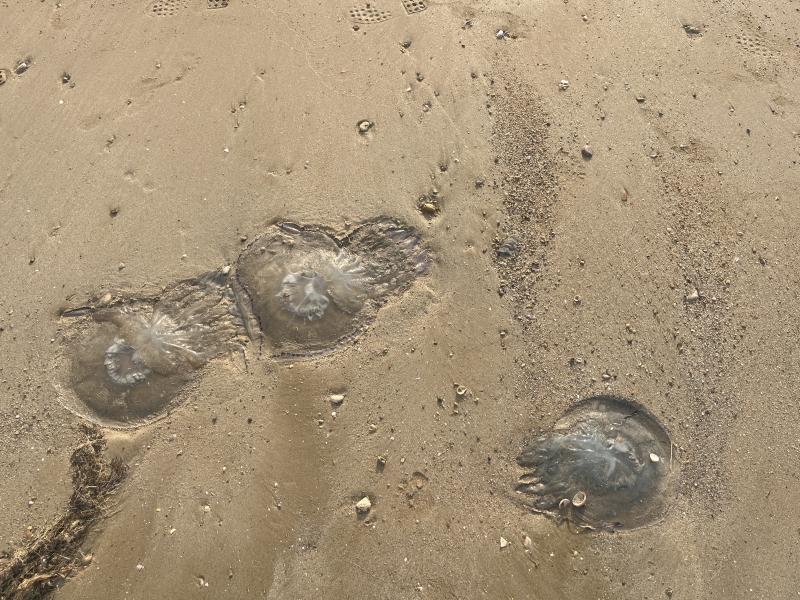 Rhizostoma octopus