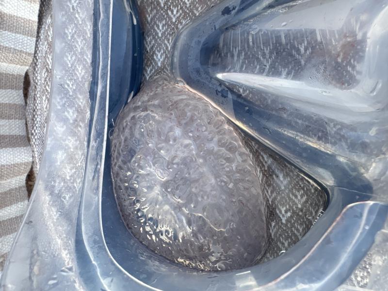 Pelagia Noctiluca