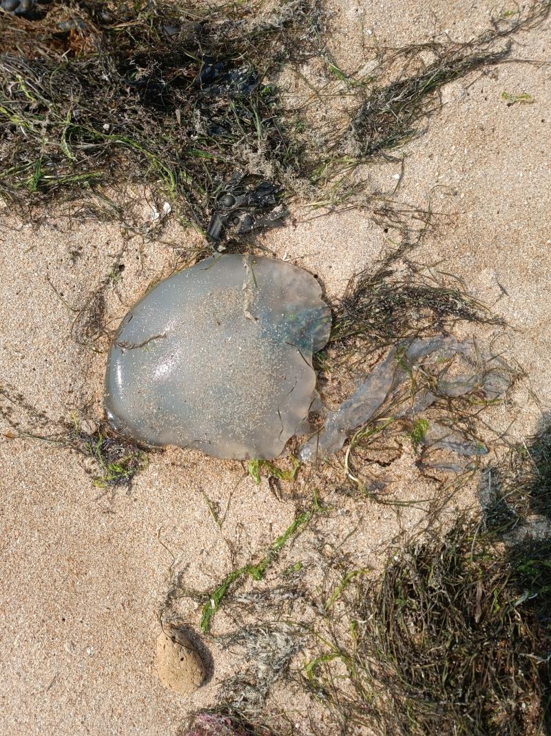 Rhizostoma octopus