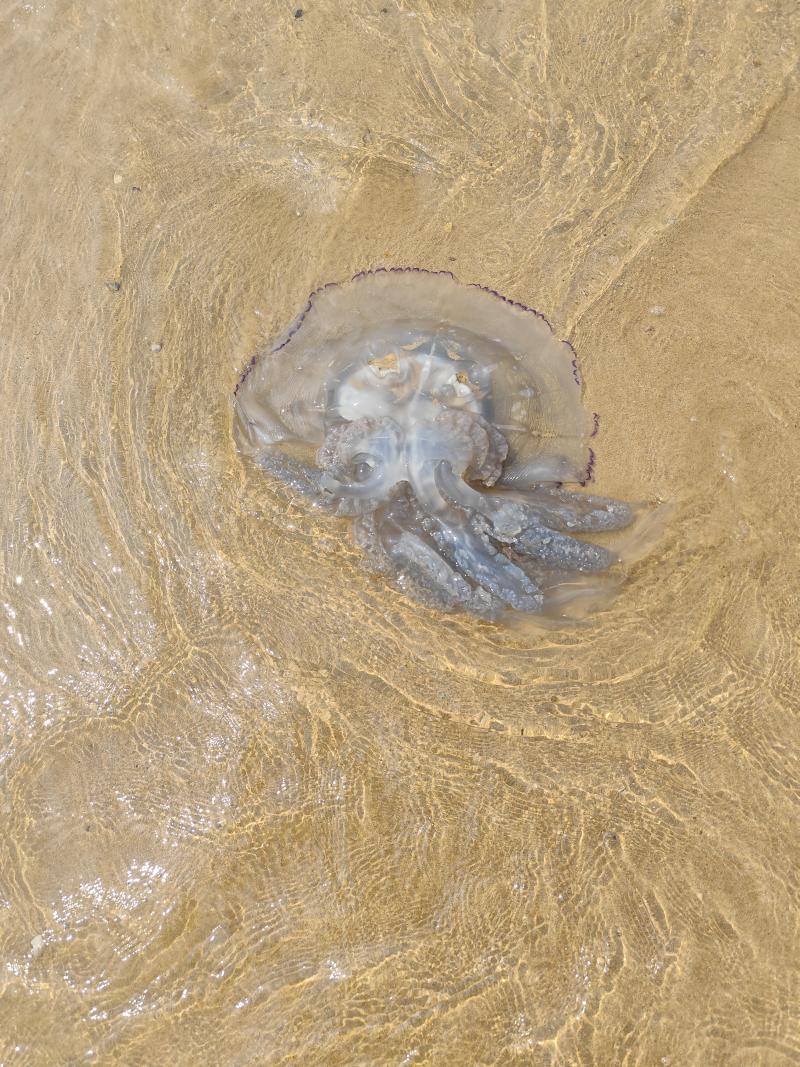 Rhizostoma octopus