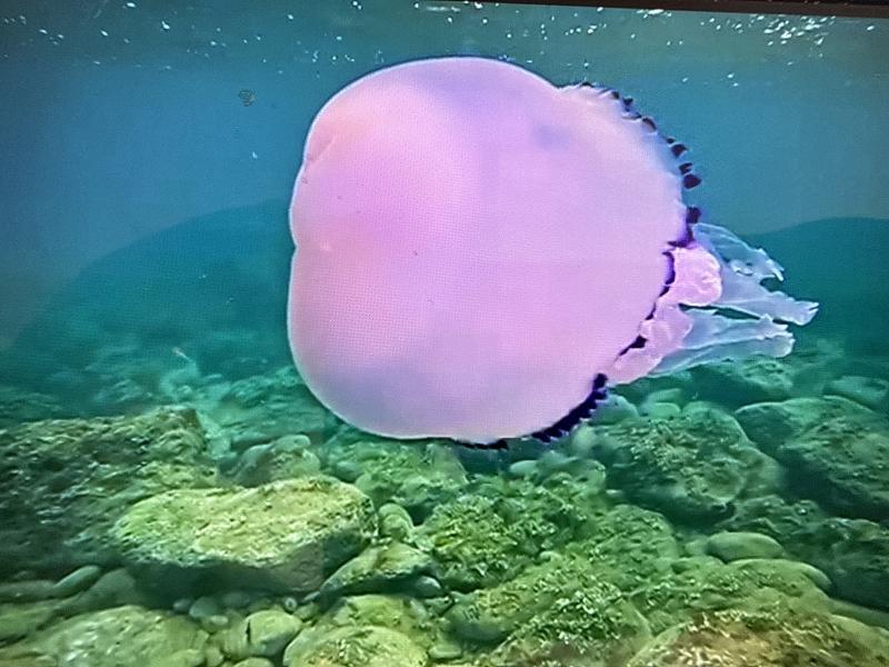 Rhizostoma octopus