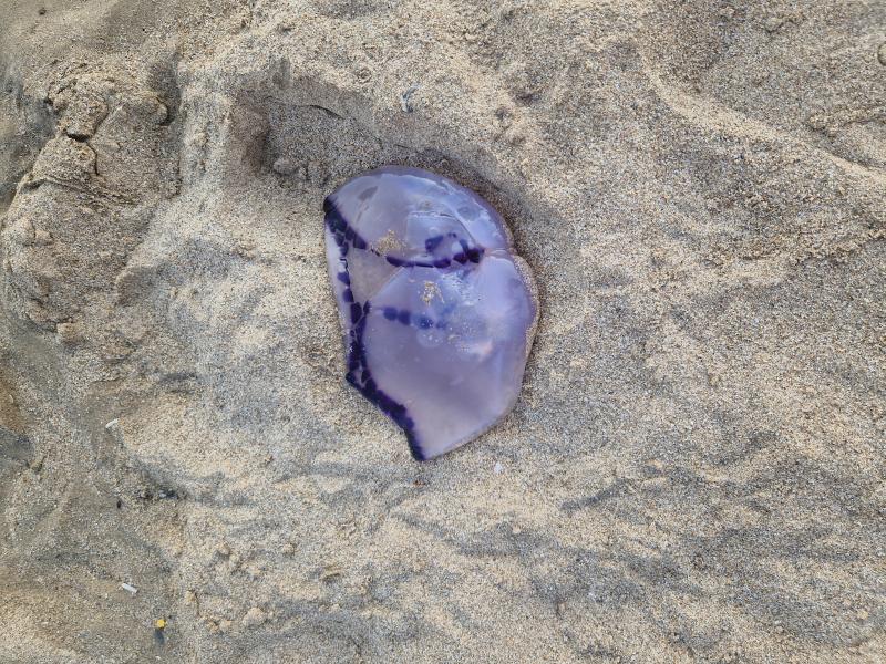 Rhizostoma octopus