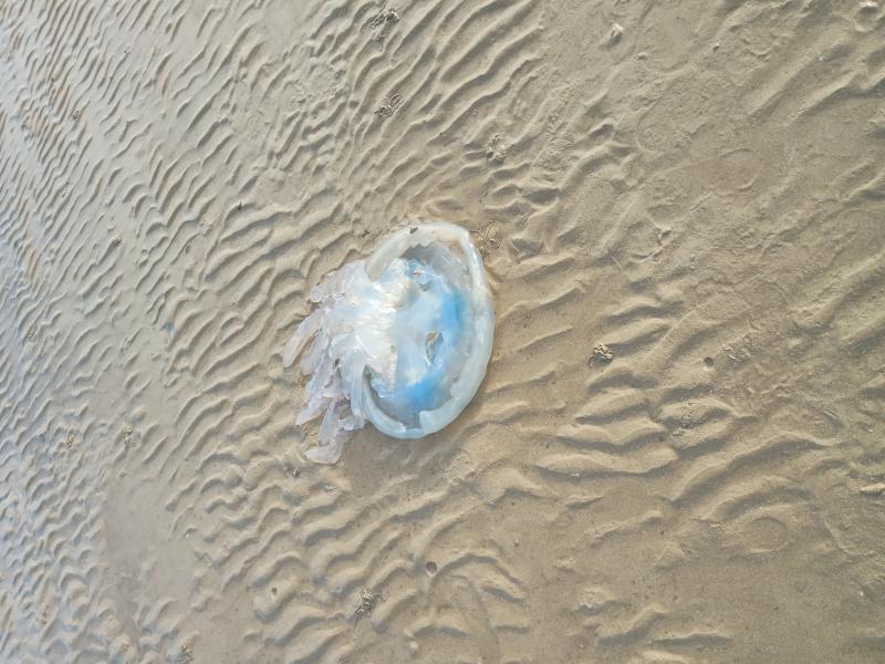 Rhizostoma octopus