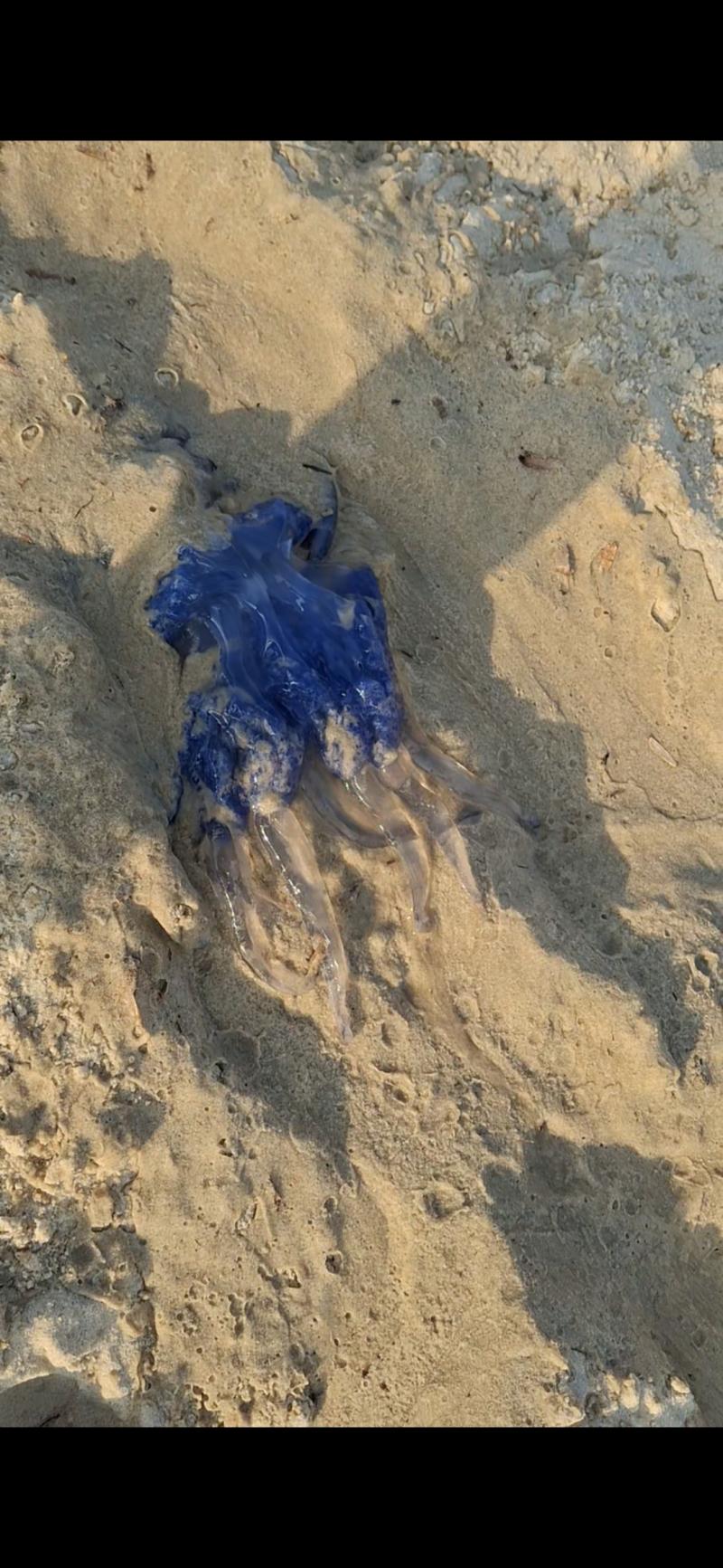 Rhizostoma octopus