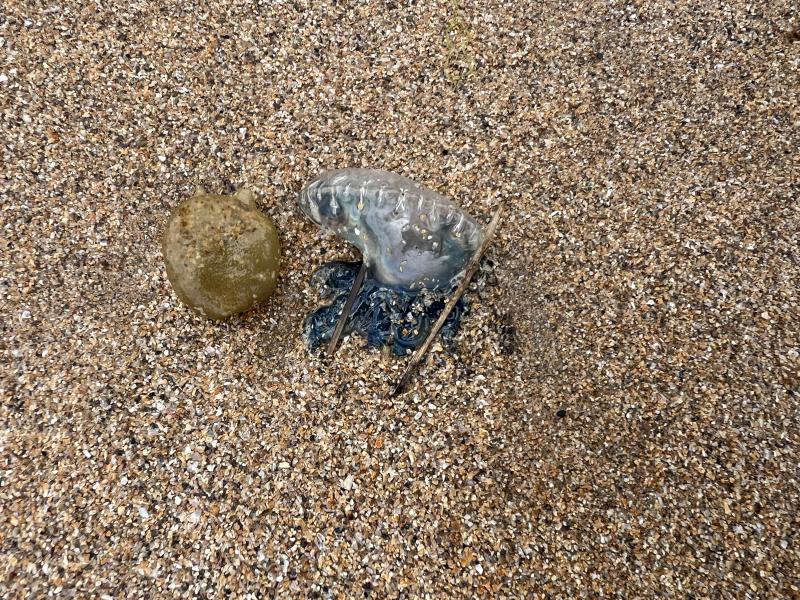 Physalia physalis