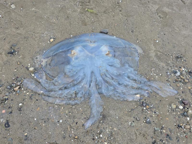 Rhizostoma octopus