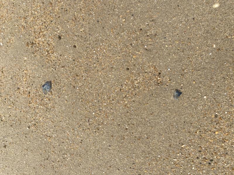 Physalia physalis
