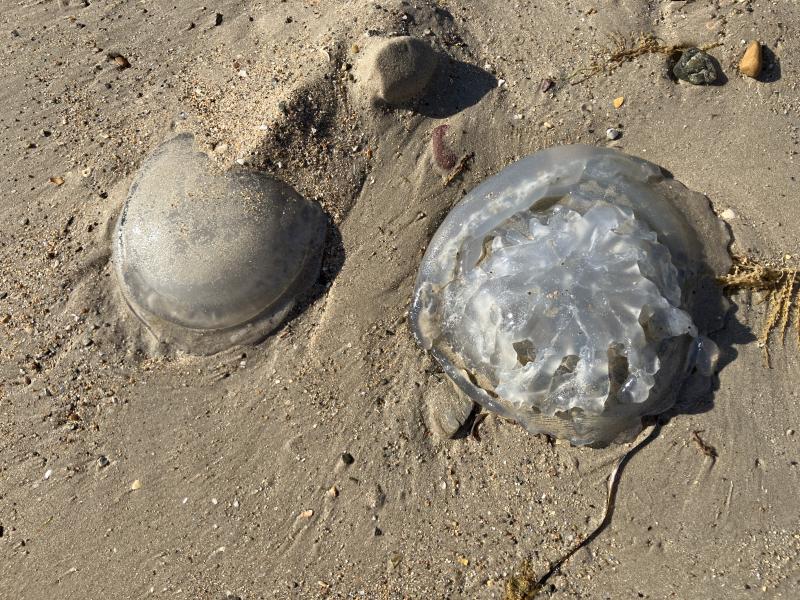 Rhizostoma octopus