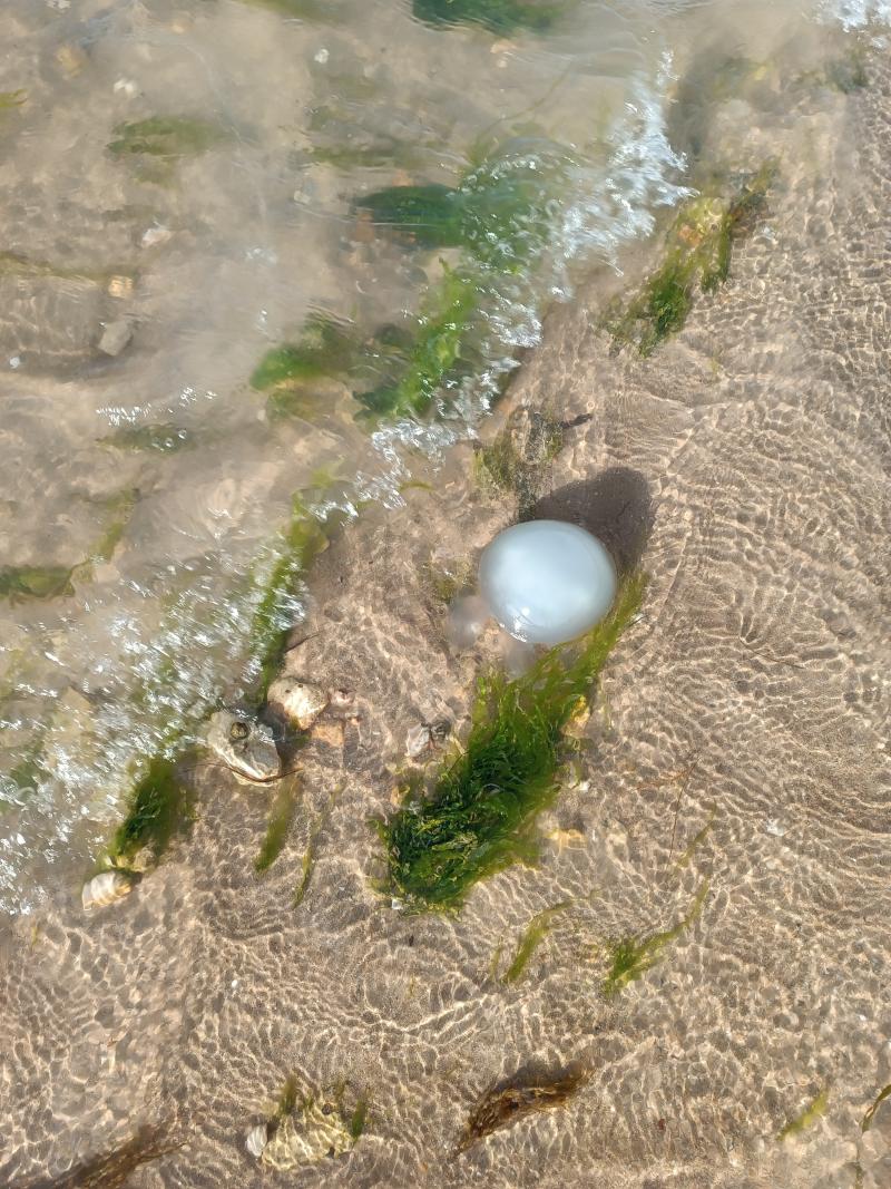 Rhizostoma octopus
