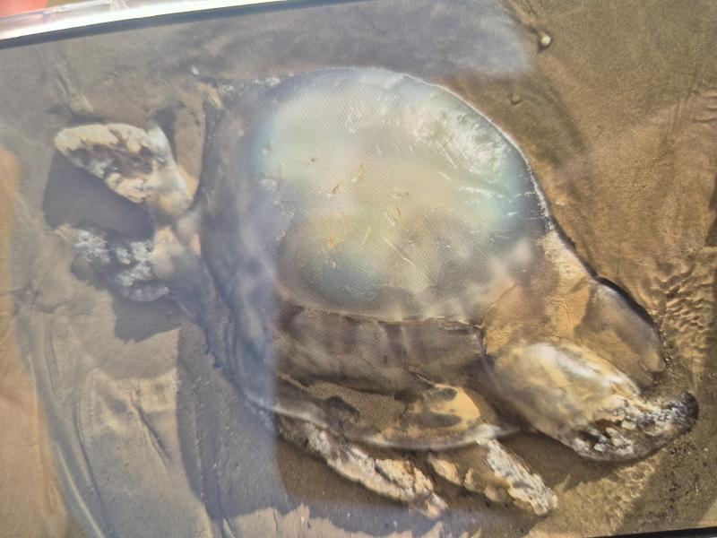 Rhizostoma octopus