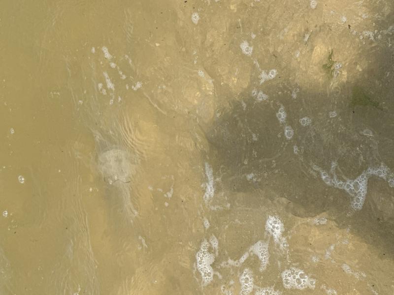 Rhizostoma octopus