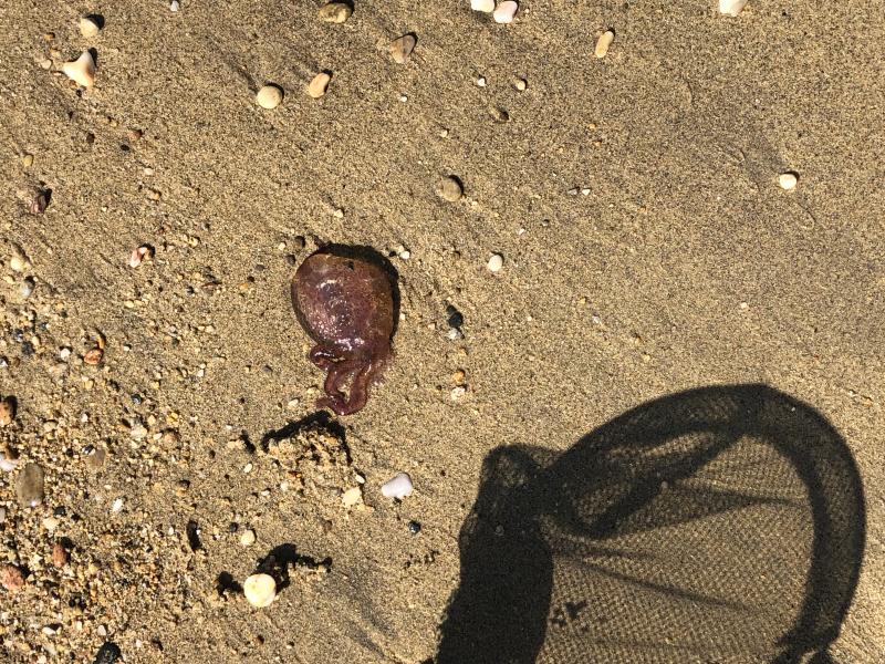 Pelagia Noctiluca