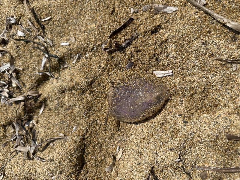 Pelagia Noctiluca
